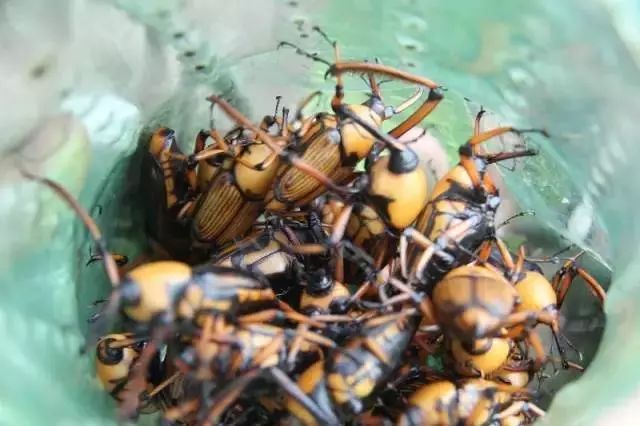  斗鸡|就问你晓得仁寿“斗鸡公”不？