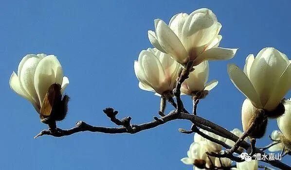 芬芳|廖生林：《愿你象白玉兰芬芳》