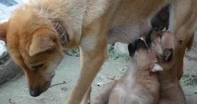  农家乐|狗妈妈护崽咬伤熊孩子，险些被家长打死，狗主道歉又赔钱