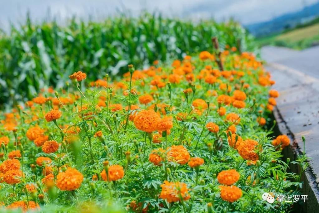  平城|免费！罗平城边万寿菊花海上线，美得没朋友了...