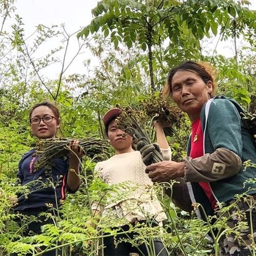  药材|农村的野菜，吃法很多，却不知是药材，营养价值很高
