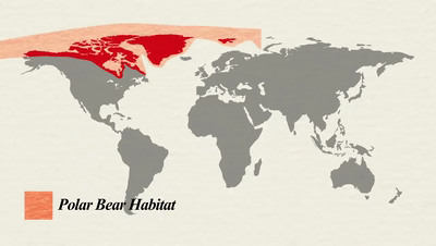  合法|有钱人花上33万，就可以在加拿大合法杀死一只北极熊