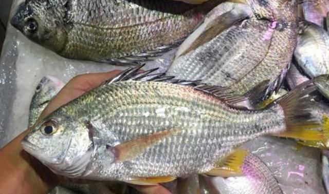  就算|买海鱼, 直接奔着这5种买, 肉多刺少营养高, 就算贵点也要舍得!