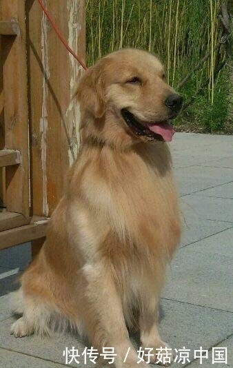 怀孕|邻居将怀孕的金毛交给我,生了宝宝后,与邻居的关系却变了