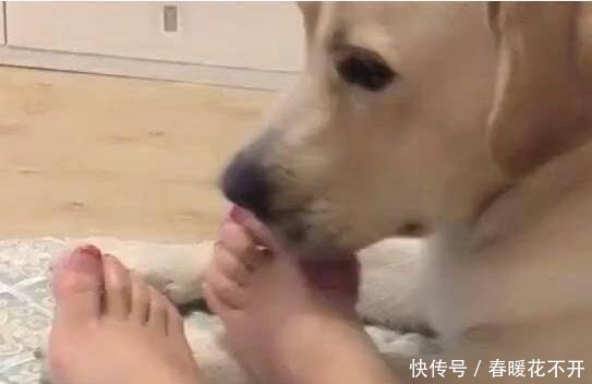  秘密|拉布拉多犬“舔人”的秘密，你还不知道吧！