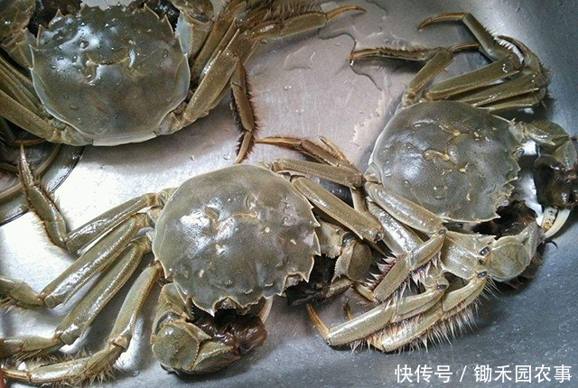 就火|去年遭吐槽的大闸蟹,今年没上市就火了,消费者直呼吃不起