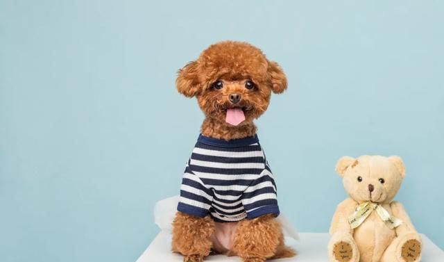  和谐|老生常谈：怀孕和养宠物，真的没有冲突！让小东西们和谐相处吧