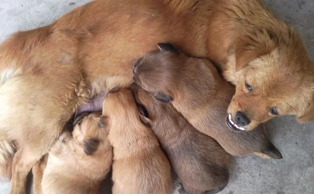  农家乐|狗妈妈护崽咬伤熊孩子，险些被家长打死，狗主道歉又赔钱