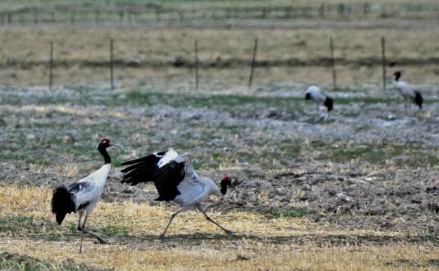 想象|不必远赴澳大利亚就能拥有的粉红湖、空中草原,西藏之西比想象中更惊艳!