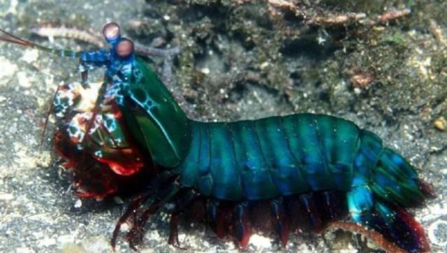 鱼缸|世界上最厉害的虾，运送需要防弹鱼缸，堪称打遍海洋无敌手！