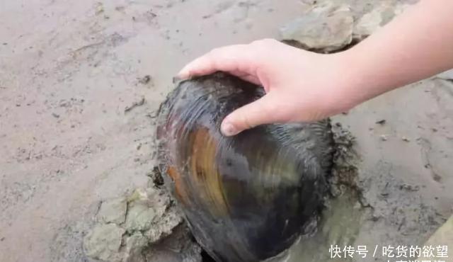 硬菜|全吃过的是牛人,这些农村河里的野味胜过餐厅的硬菜,你吃过么