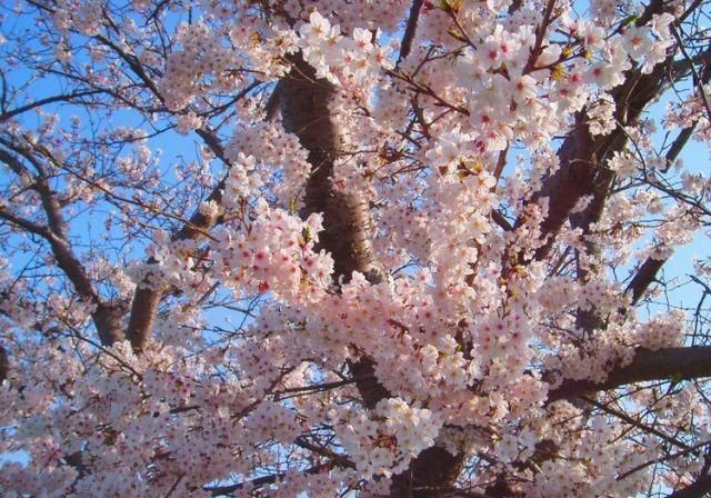  无拘无束|12生肖：活得潇洒自在，无拘无束，从不在意他人眼光的4大生肖！