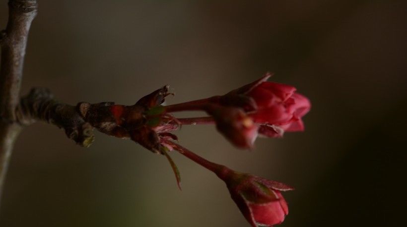  后悔|爱情要学习4大生肖，一旦爱上，绝不后悔，此生不离不弃！