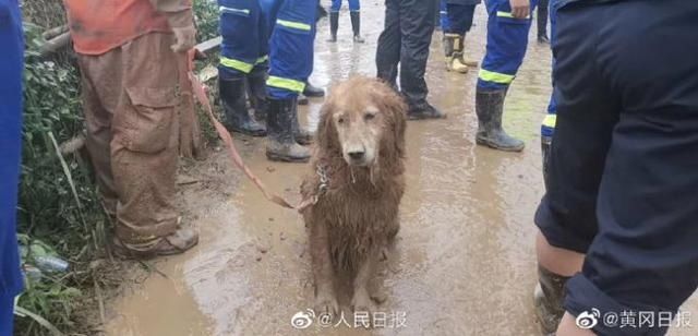  搜救|害怕打疫苗的搜救犬勇敢上前线了，满身泥泞累倒在地上