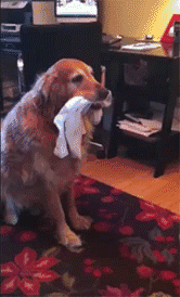 训练|主人用袜子训练金毛接物,3分钟后狗子怒了:你jio踩屎了吧!