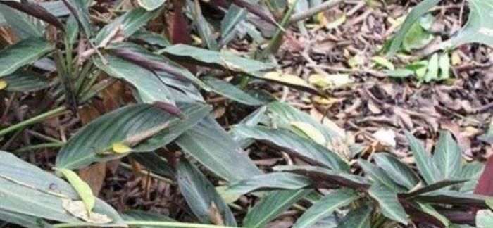 世界|世界上最甜的水果，没有人敢直接吃，糖度是糖的3万倍