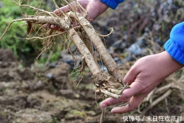 养命|养肝等于养命，想要肝健康，坚持2个动作，多喝1茶，还你婴儿肝