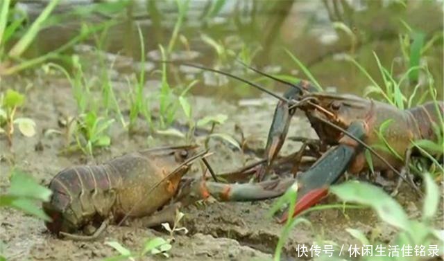 混养|水池中混养龙虾,学会这几招,不赚钱都不行