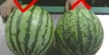 就证明|买西瓜时别再拍了,西瓜也分“公母”记住这“4点”一挑一个准