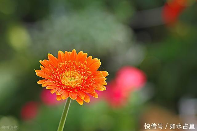  总能够|四季如春，总有桃花光顾，但是从不花心的星座