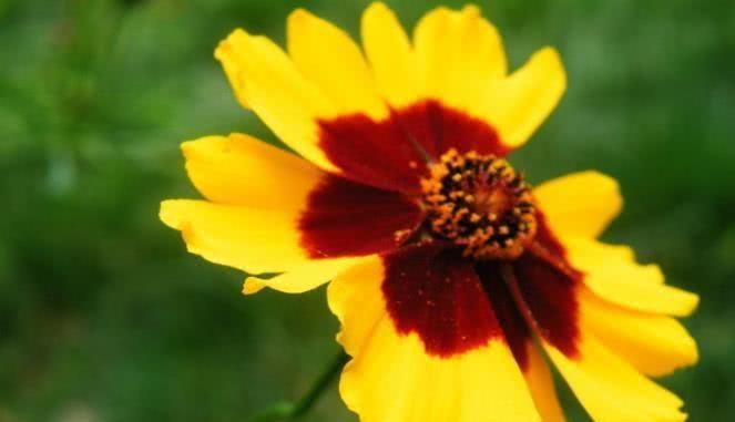  青云直上|8月开始与钱有缘，事业青云直上，摇身变富人的四大生肖