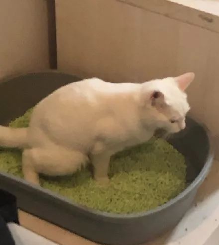  姿势|猫咪拉粑粑的奇葩姿势，忍住不要笑，铲屎的要面子的啊