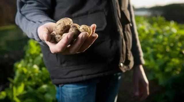  农业|菜吧：我相信有机农业的存在