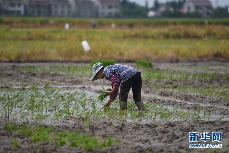  田间|新华网丨湖南：田间地头刮起“科研风”