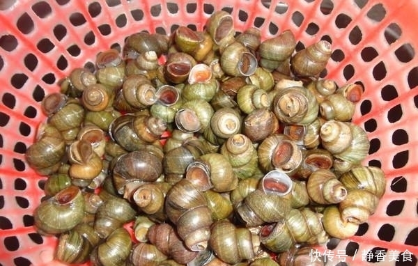 入适量|10斤田螺,闺蜜这样炒一锅,三人啤酒配螺蛳,真够味,真过瘾