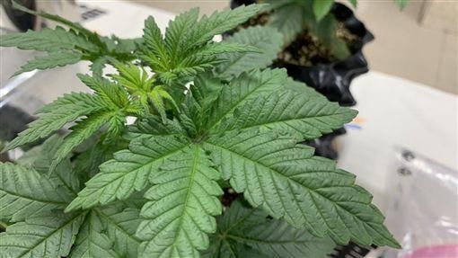  网购|19岁女高中生想抽大麻 网购种子自己种了3盆