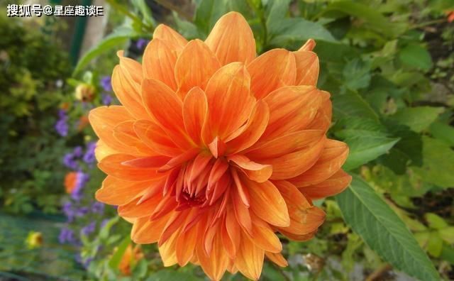 得偿所愿|在8月上旬,为爱执着,携手与共,得偿所愿的三大星座