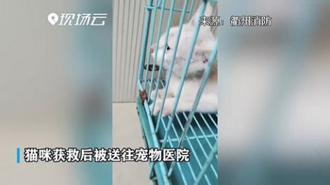  被困|小猫被困两墙中间 消防员暖心智救