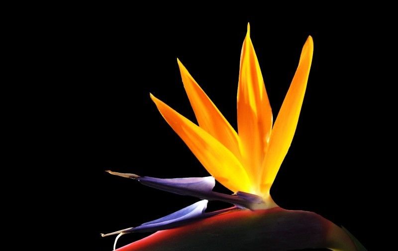  喜事|7月22日开始，4大生肖运势只增不减，好运上门，喜事临头！