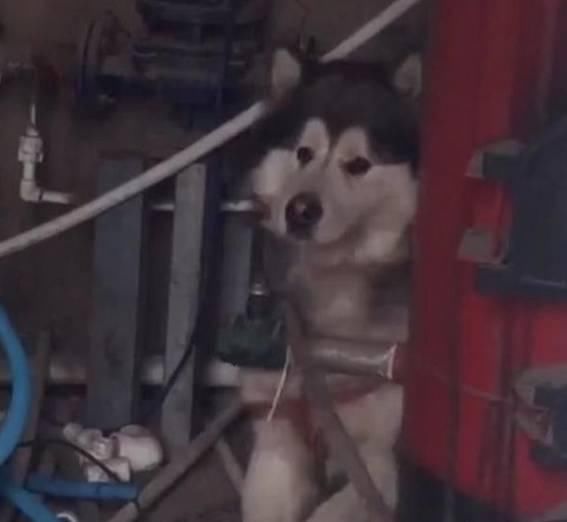  主人|带着哈士奇遛弯，碰到一只母狗后，二哈的表情亮了