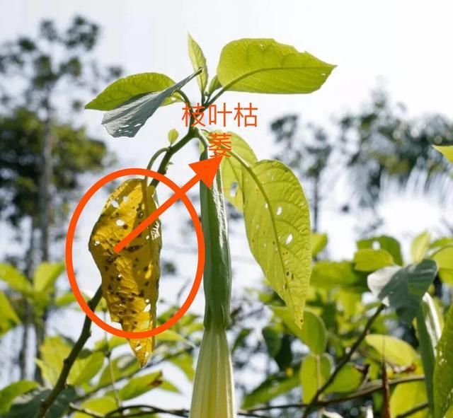  病害|想要温室大棚的秋葵获得高产，2种常见病害的防治是关键