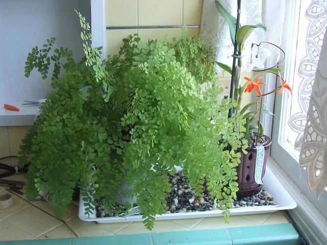  断发黄干枯|铁线蕨黄叶剪掉还是枯萎了，教你一招救活它，几周长出茂盛嫩叶