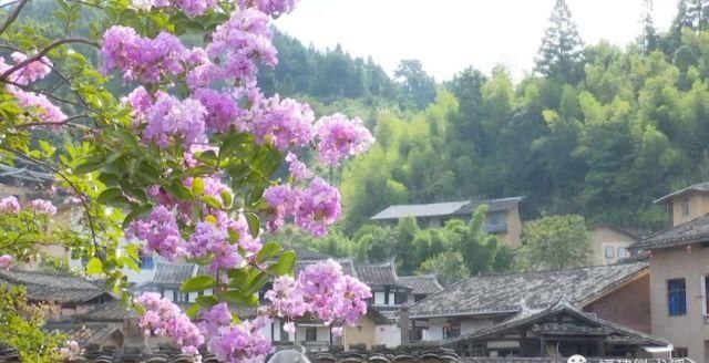 娇艳|这里两株百年紫薇娇艳绽放，快来赏花