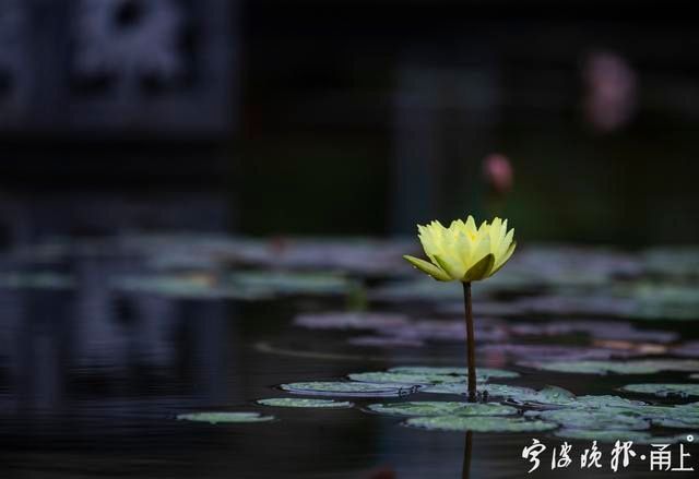  睡莲|甬城出梅日，盛夏赏睡莲