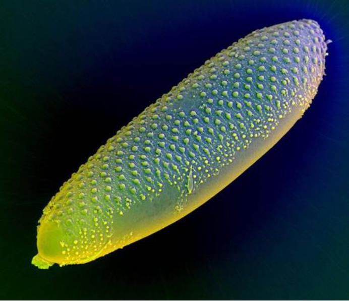  世界|鸟类能看到人类看不到的世界，最新研究发现，和鸟类比我们像色盲