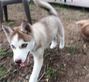 抢吃|男子到朋友家做客,看到两只二哈在抢吃东西,走近看清后无语了