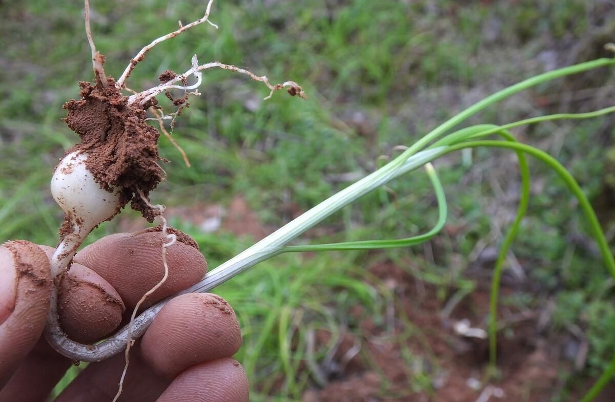 漫山遍野|心绞痛吗?漫山遍野的小根蒜就能解决