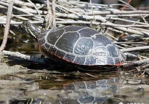 混养|龟被咬伤后该怎么处理?