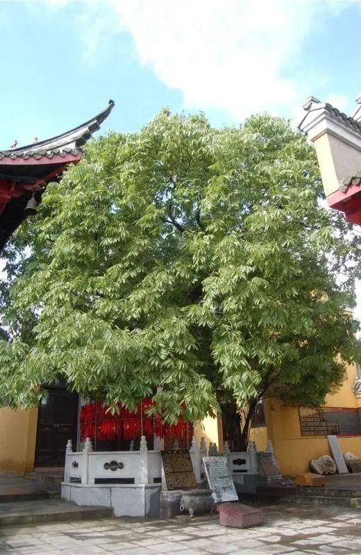  古镇|康养泰州｜寻一处清幽古镇，享一夏静美时光