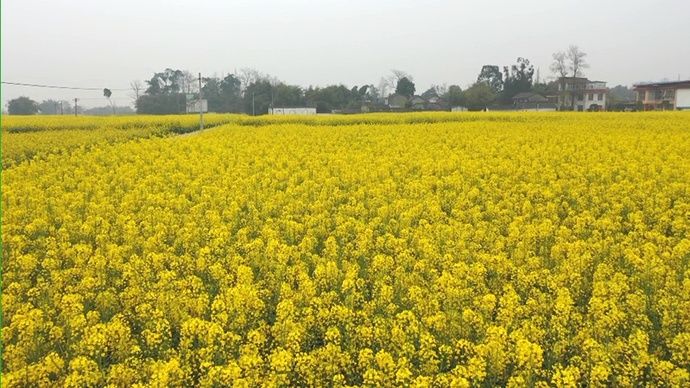  鱼虾|云赏金龙鱼虾田稻，共忆香韵外婆情