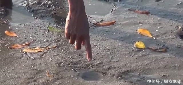 皮皮虾|海滩上发现有两个小洞 男子竟把腿伸进去 大呼: 原来它住在里面