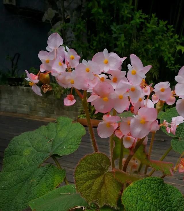 花赏|总是抱怨秋海棠难度夏，不如扦插备份，从夏季开到早秋