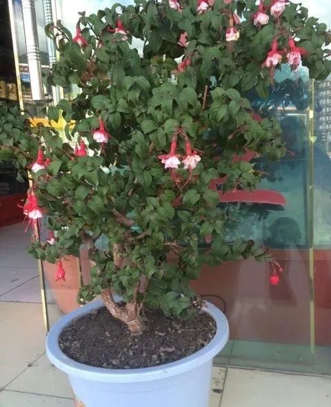 养成|最大的长寿老桩，7年时间，养成盆景！