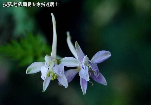  运气|1945年诞生的生肖属鸡人2022年运气算命查询：包含友情，事业，身段，恋爱运