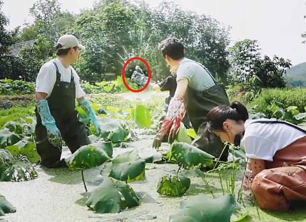  一旁|许光汉成功挖到第一个藕，一旁何炅的表情抢镜，是否作秀很明显