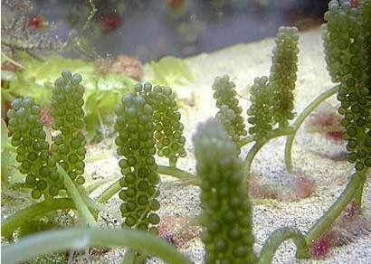 女性|女性不想老太快，常吃此物，皱纹没了，色斑淡了，皮肤细腻有弹性